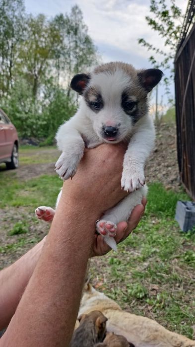 Отдам в добрые руки