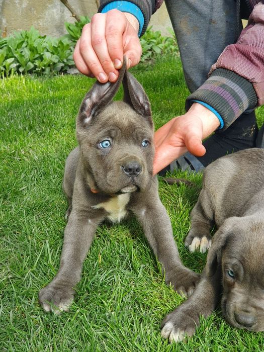 Cane Corso disponibil