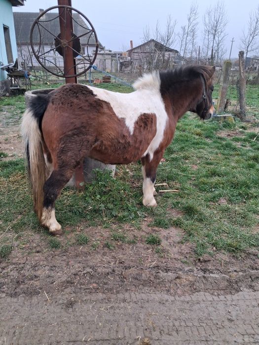 Vând poneita  gestanta