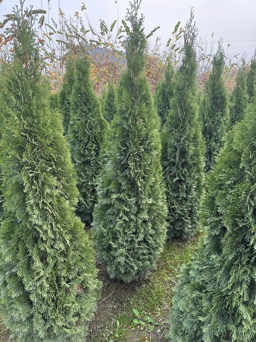 Туя Туя смарагд. Туя смарагд. Туя Смарагд. Туя Смарагд Туя.