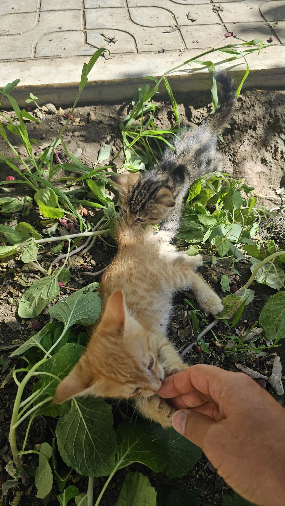 Отдам домашние котята кошки даром