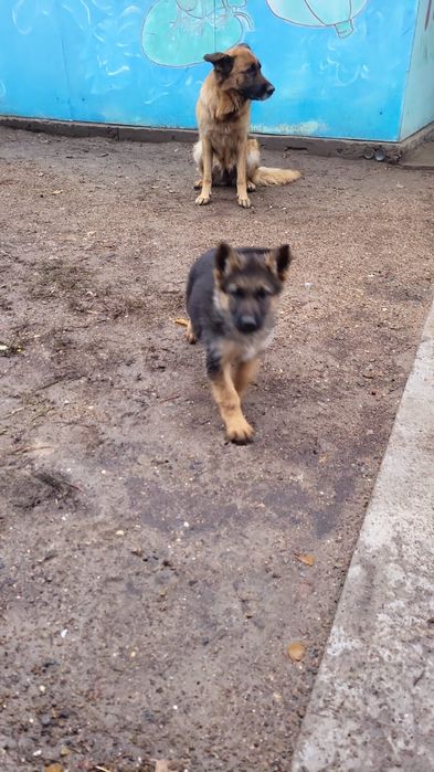 Продам овчарку 35000