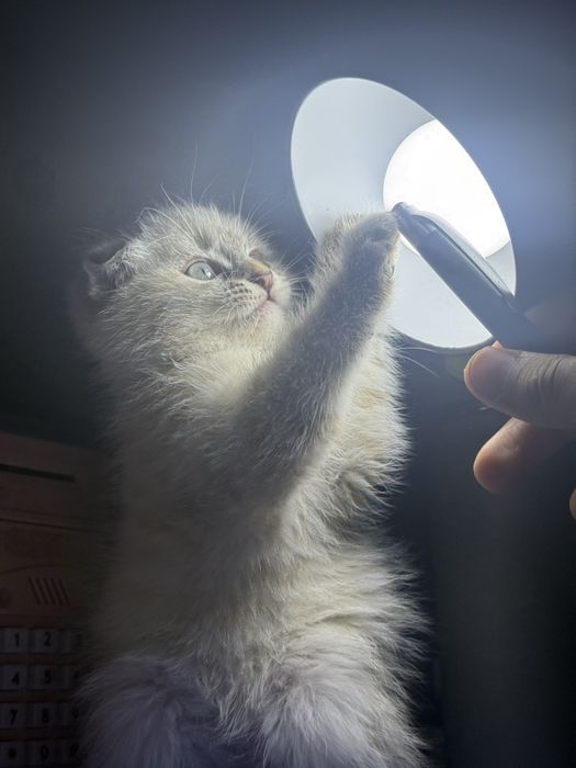 СКОТИШ ФОЛД! 2,5 месяцев