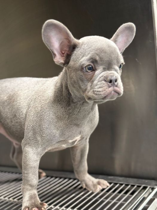 Bulldog francez mascul blue