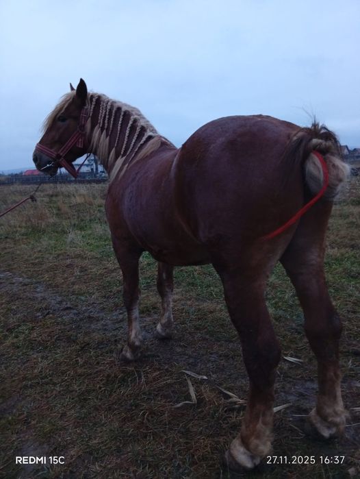 De vânzare mânz  de 2 ani jumătate