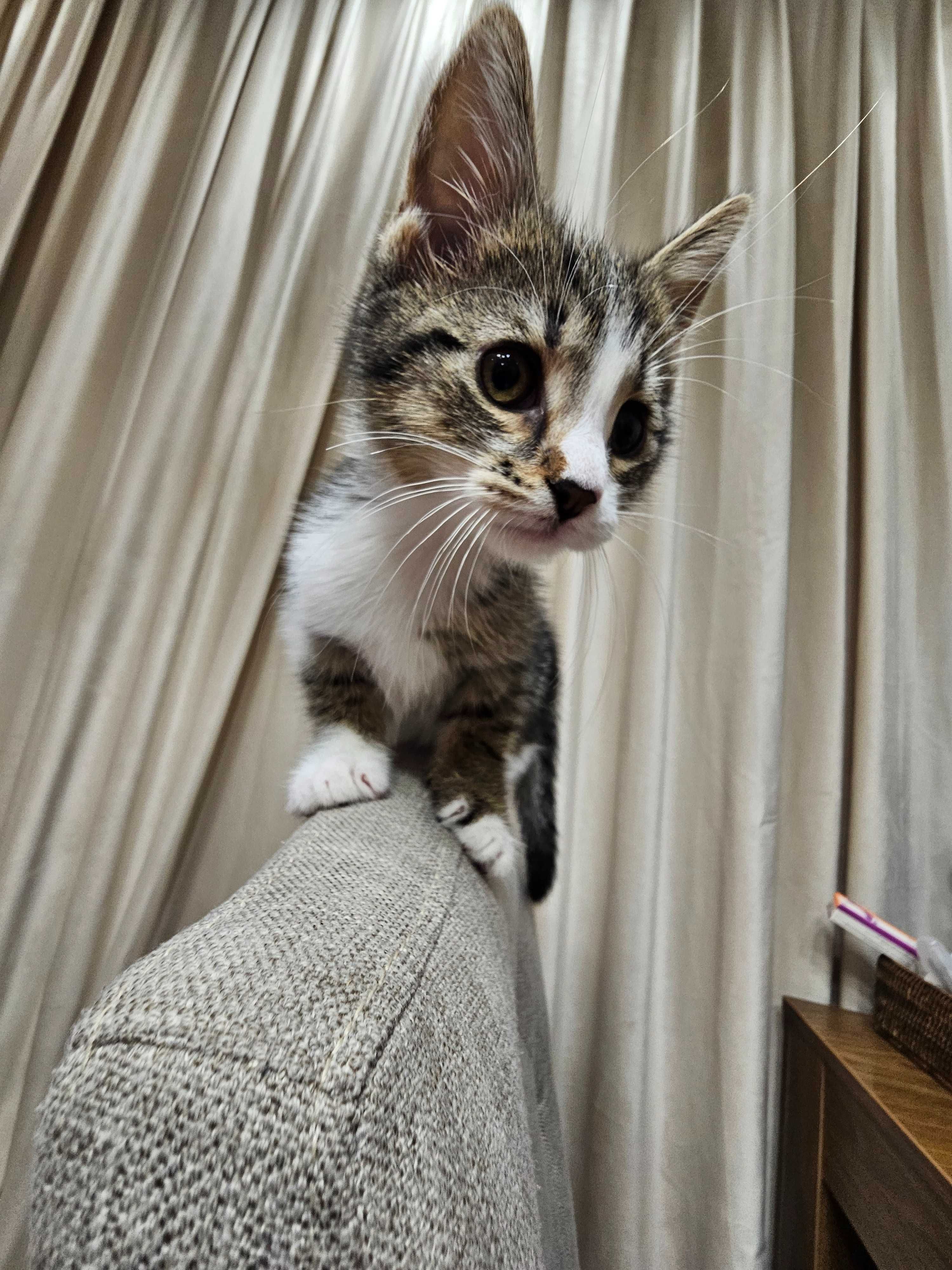 Женско коте/Female kitten