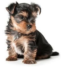 Щенки йоркширского терьера