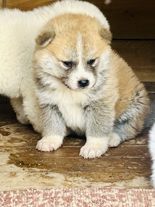 Akita Inu – pui disponibil, vaccinuri la zi și carnet de sănătate
