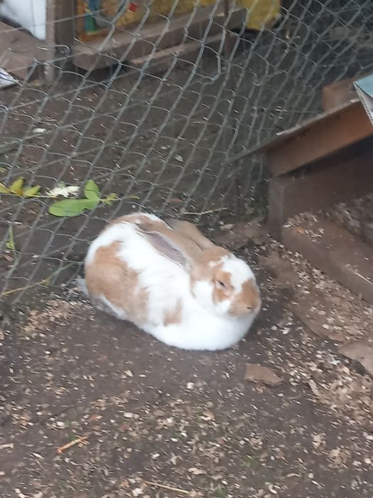 Перник продавам зайци порода пеперуда 6 на месеца