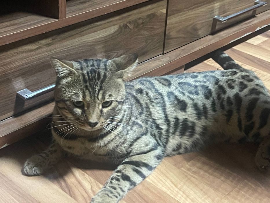 Бенгальскя кошка