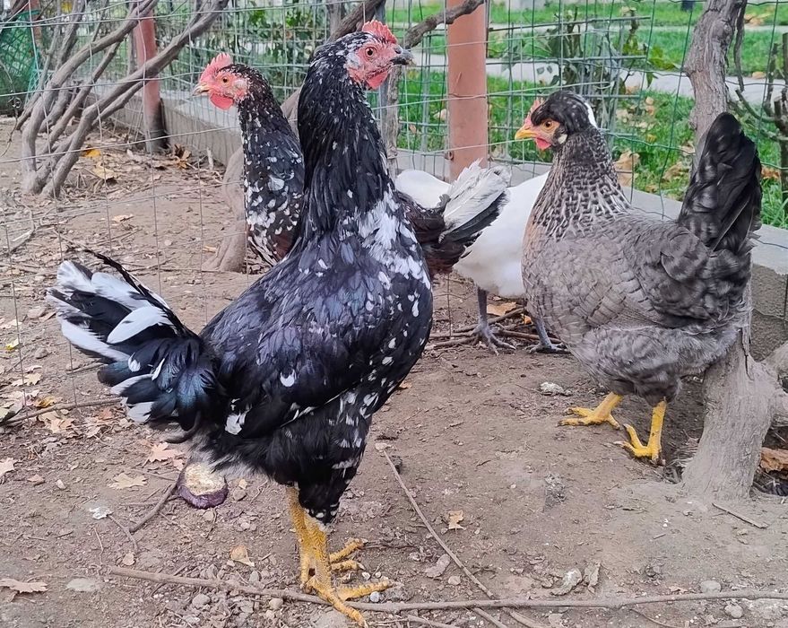 cocosi de 4,5 luni Pita Pinta Asturiana