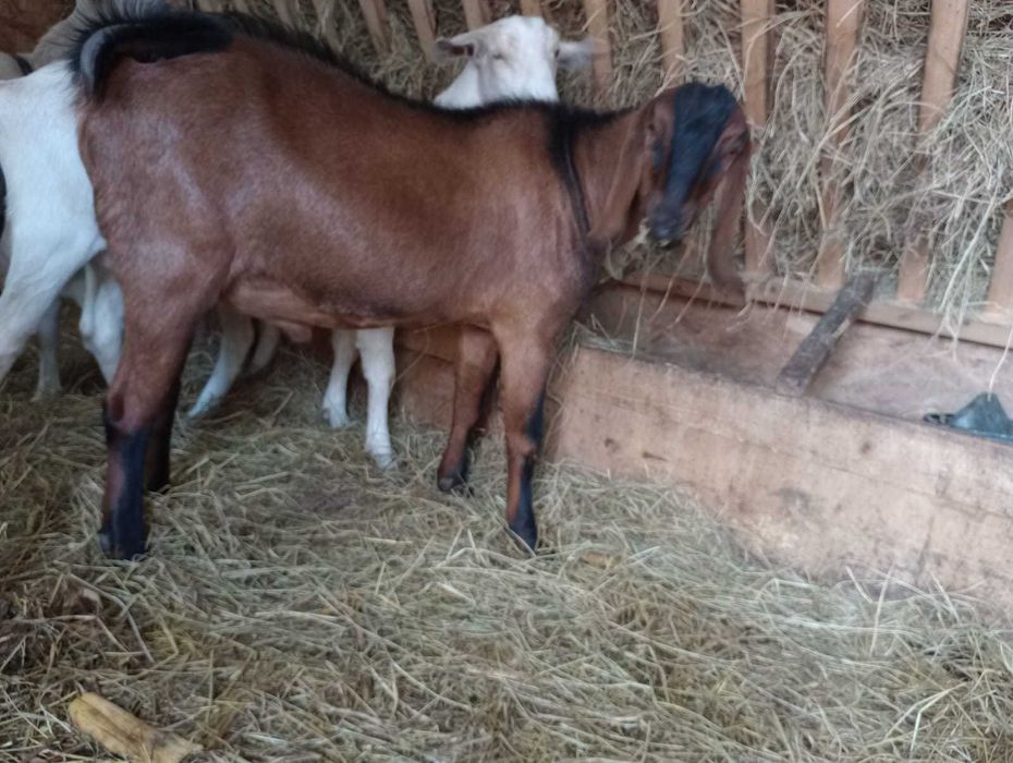 Vand tap anglonubian