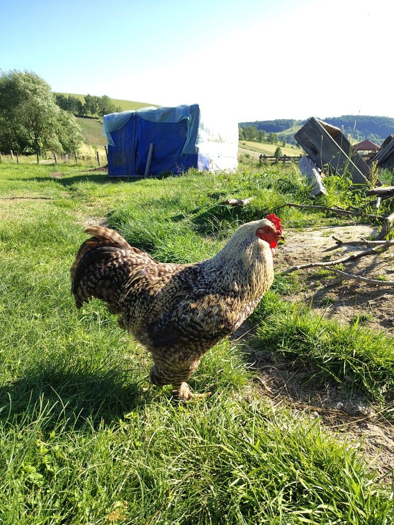 Vând cocoși brahma