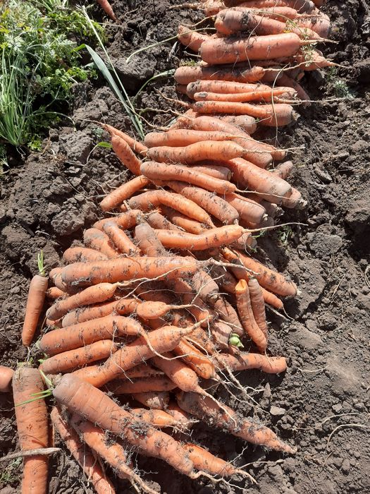 Morcov patrunjel pastarnac ceapa gogosar capia gras