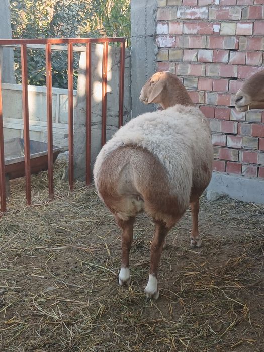 Zotli qòy2ta 1 qòchqor sotladi sogʻligiga javob qòyla bògʻoz boʻgan