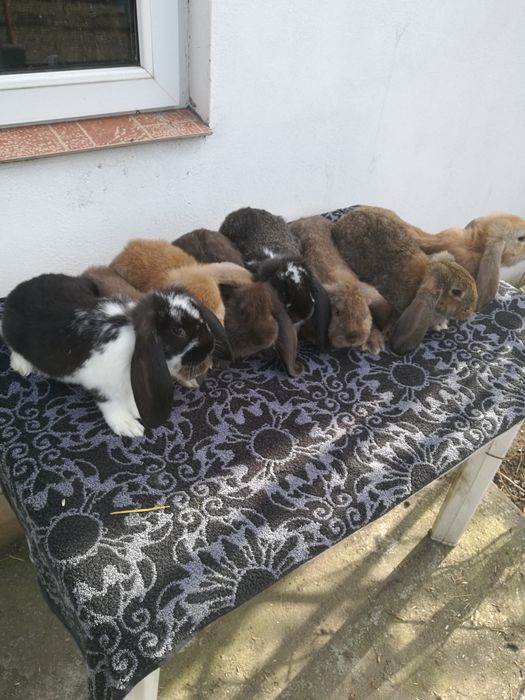 Iepuri berbec german