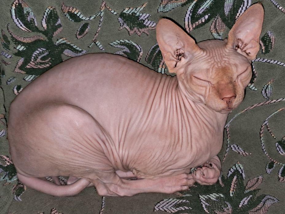 Ищем жениха  Сфинкс