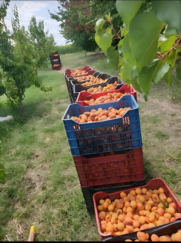 Caise românești pentru țuică și pălincă