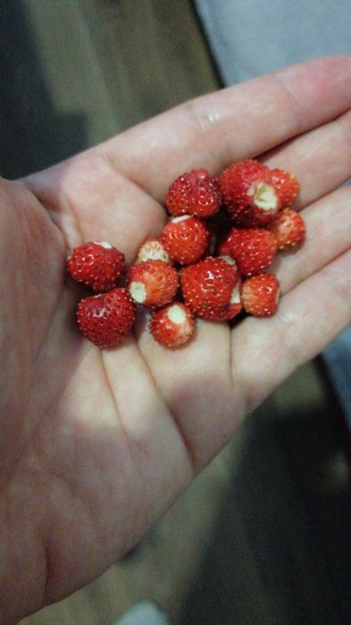 Продавам разсад горска ягода