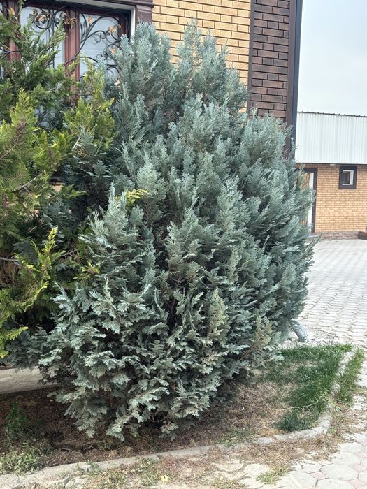 Можжевельник голубой, взрослый куст ~2 м — вечнозелёный декоративный