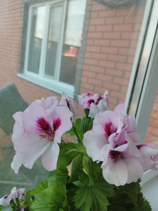 Пелоргония королевская