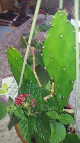 Cactus-Limba soacrei ( si pui )
