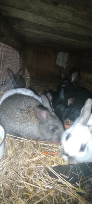Продам кролят 1 месяц