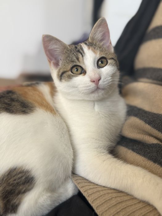 Fratiori pentru adoptie