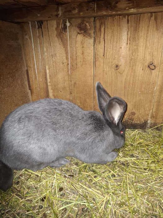 Iepure mascul Uriaș German albastru