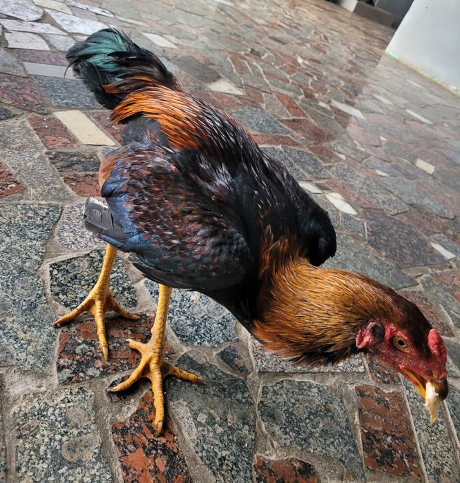 Dakan xoroz sotiladi