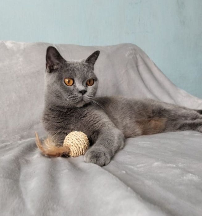 Британская кошка.