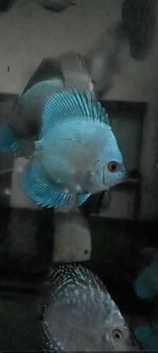 Мальки дискусов хорошего качества и формы по 100 000