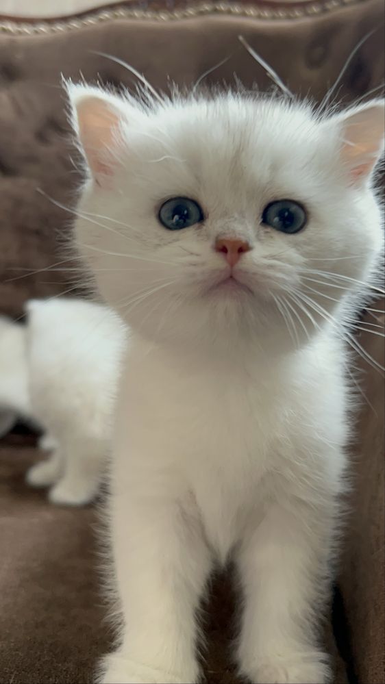 Котята драгоценного окраса