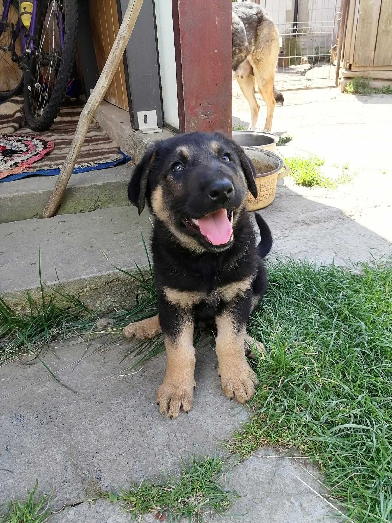 Adopție pui de câine masculi