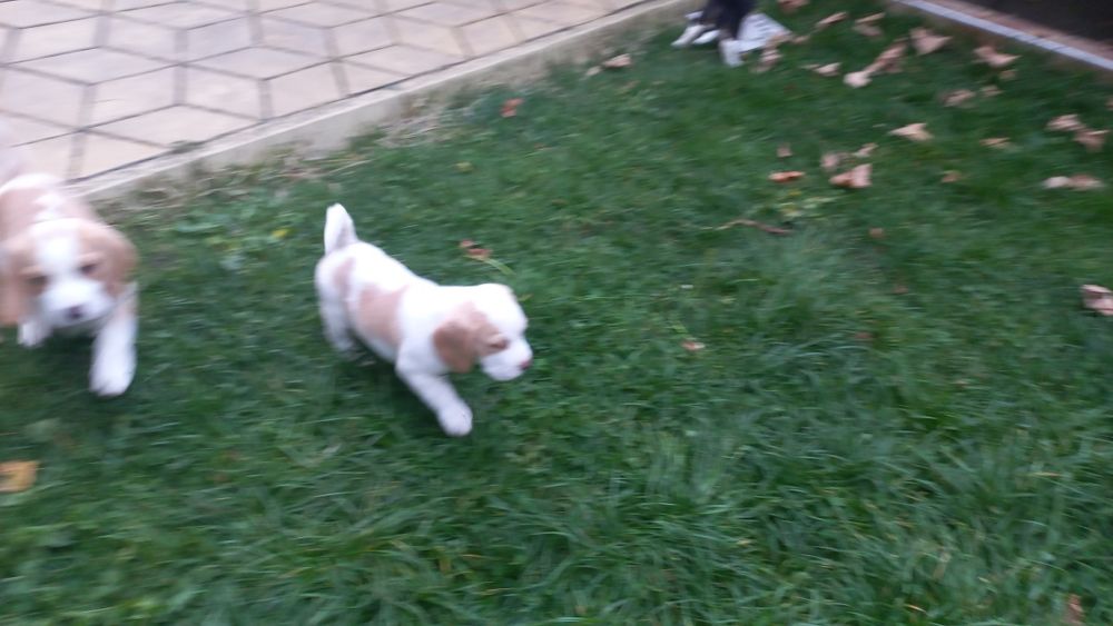 Бигъл Чистокръвни лимонени бигълчета