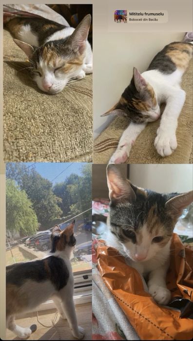 Ofer spre adopție pisica