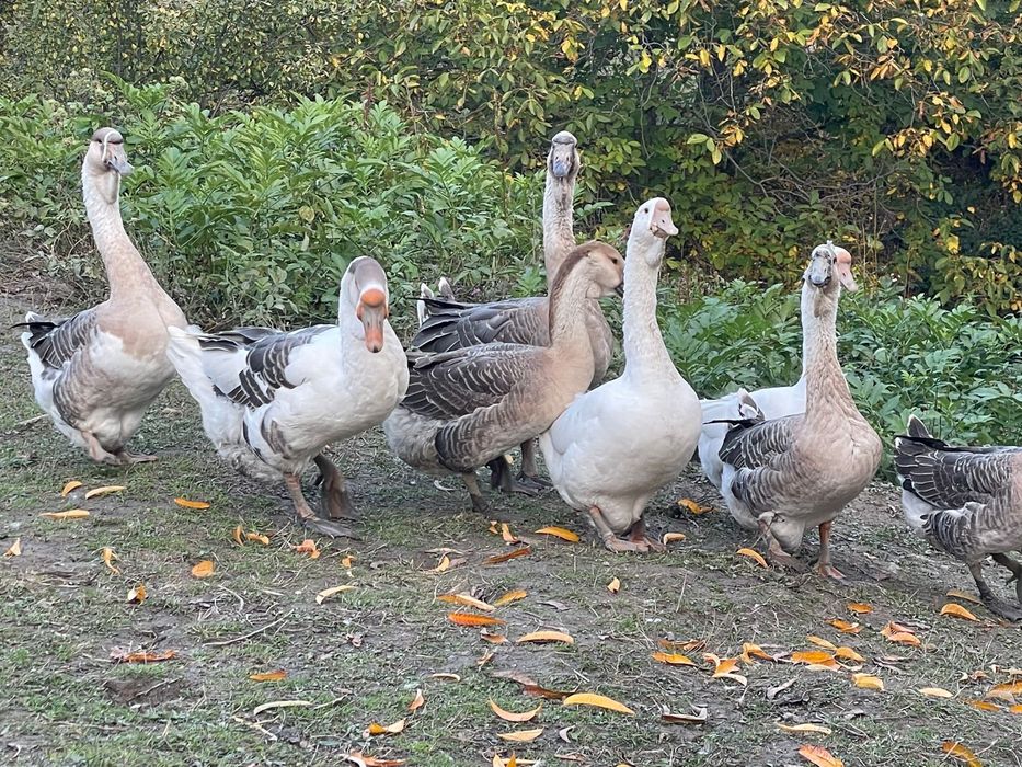 Vand gaste talie mare