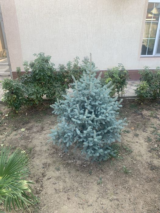 Арча голубой ель елка тоза Украинадан кеган месныймас келиб курила