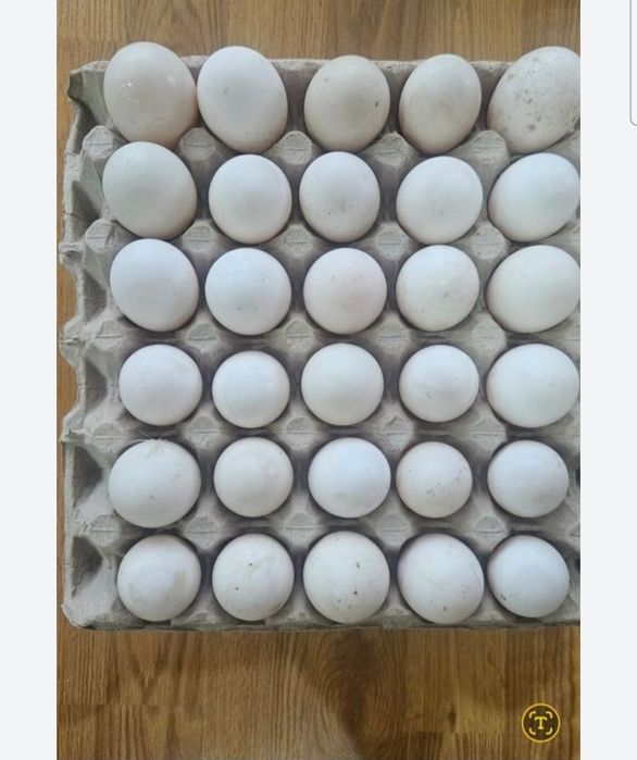 Ouă de rață proaspete