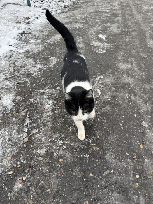 Беременная Кошка ищет дом