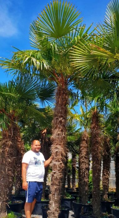 Cycas palmier, plante exotice, Palmier rezistă la frig etc