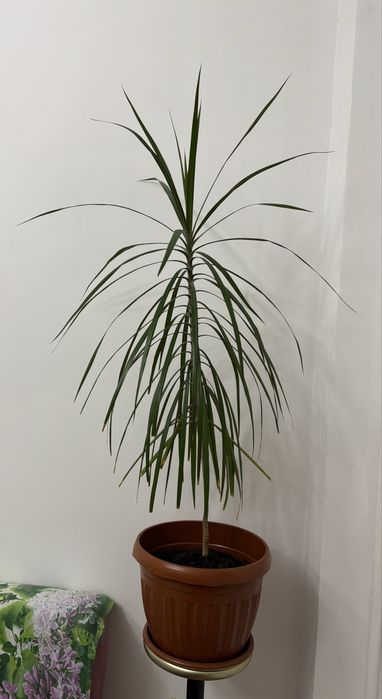 Комнатное растение драцена