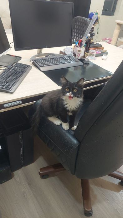 Котенок мальчик очень ласковый