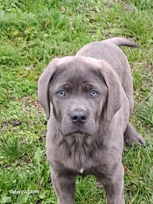 Cățel Cane corso