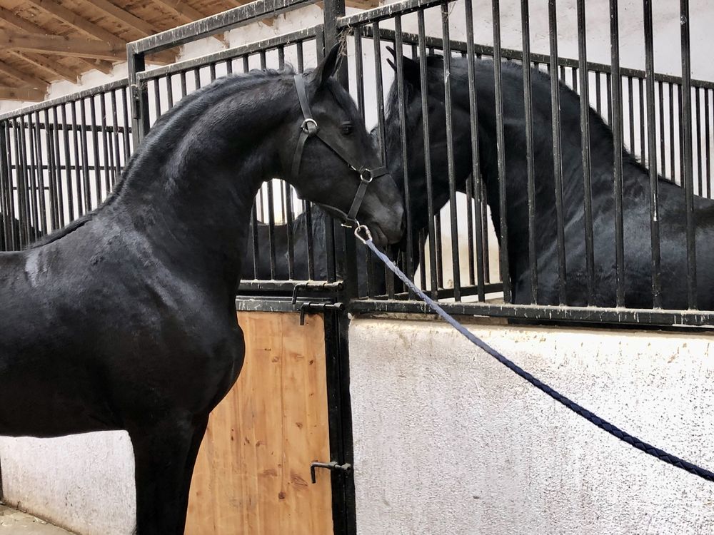 Friesian Frizian Friz echitatie calărie