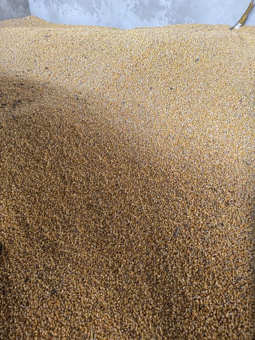 Vand porumb boabe 2025