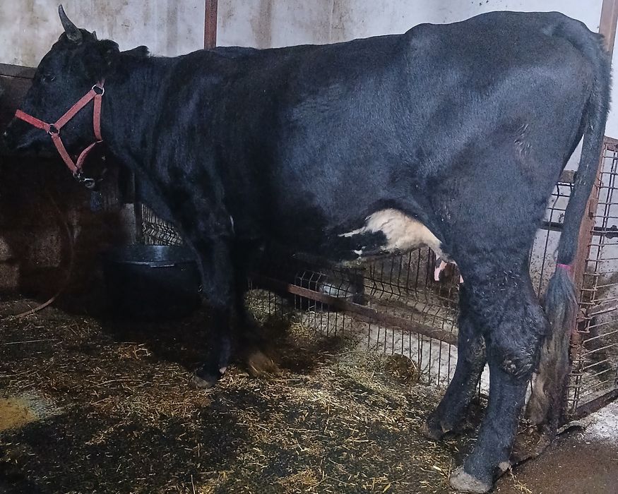 Vând  4 vaci  gestante