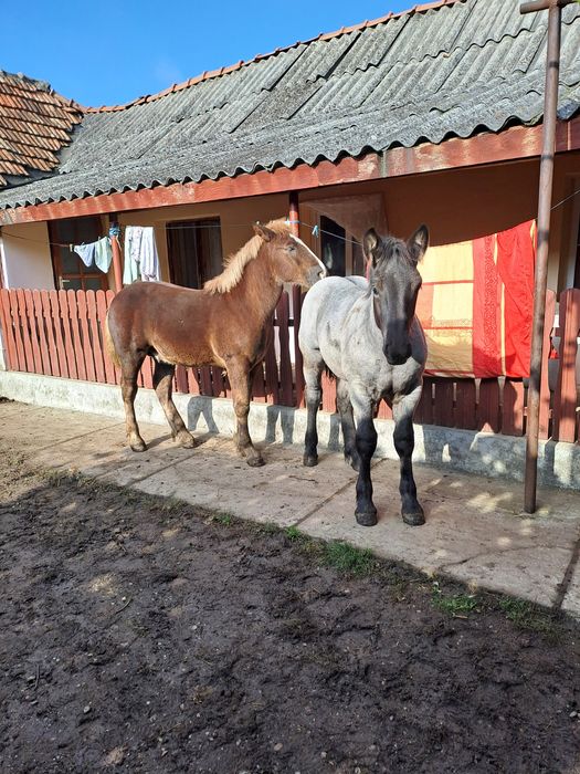 Doi minji de 5 luni.cu acte la zi.