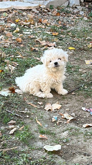 Bichon maltez buzau