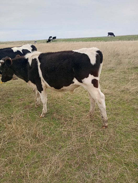 Tăurași în viu sau in carcasă